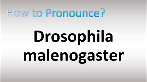 drosophila melanogaster pronunciation